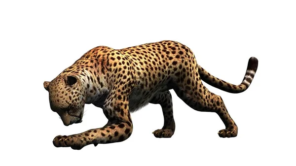 Cheetah Geïsoleerd Witte Achtergrond Illustratie — Stockfoto