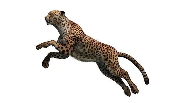 Cheetah Απομονώνονται Λευκό Φόντο Εικονογράφηση — Φωτογραφία Αρχείου