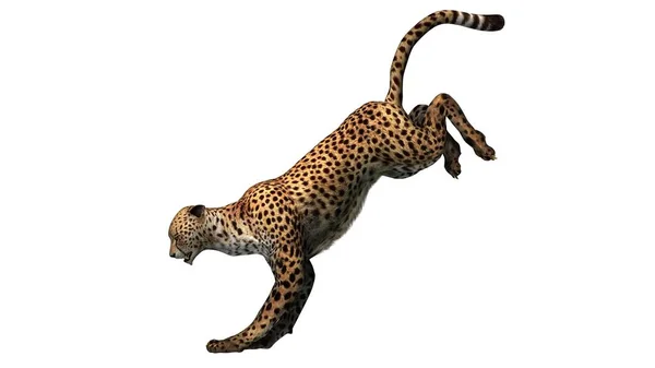 Cheetah 白を背景に孤立 3Dイラスト — ストック写真