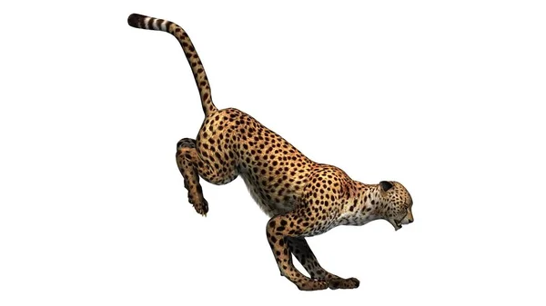 Cheetah Aislado Sobre Fondo Blanco Ilustración — Foto de Stock