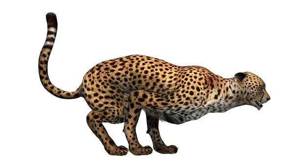 Cheetah 白を背景に孤立 3Dイラスト — ストック写真