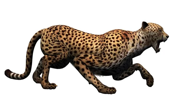 Cheetah Isolerad Vit Bakgrund Illustration — Stockfoto