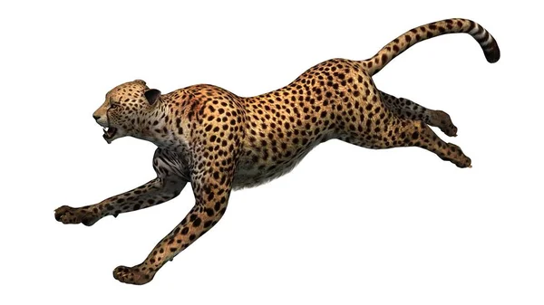 Cheetah Isoliert Auf Weißem Hintergrund Illustration — Stockfoto