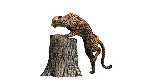 Cheetah Geïsoleerd Witte Achtergrond Illustratie — Stockfoto