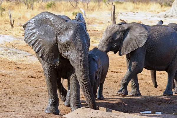 Elefanten Freier Wildbahn Auf Dem Weg Zum Wasserloch — Stockfoto