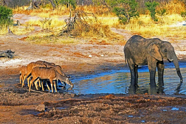 Afrika Filleri Loxodonta Afrika Vahşi Yaşam Fauna Doğa Serisi — Stok fotoğraf