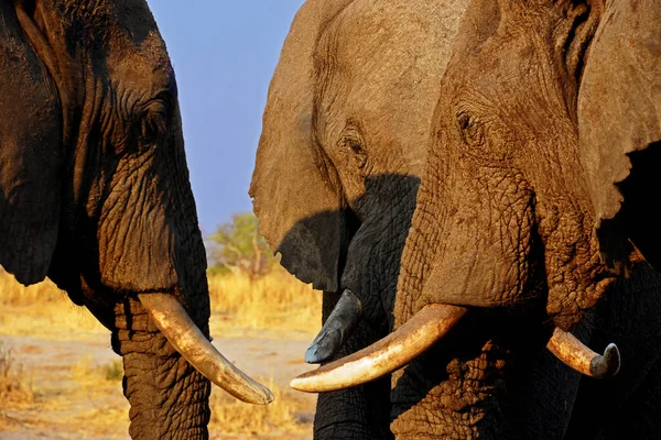 Африканский Слон Саванне Африки — стоковое фото
