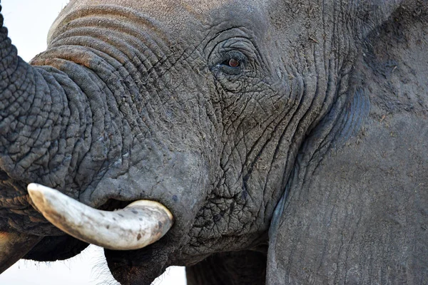 Słonie Dziczy Drodze Wodopoju — Zdjęcie stockowe
