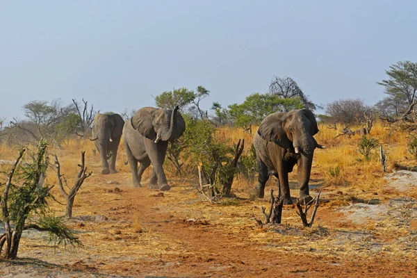 Birikintisine Giderken Vahşi Doğadaki Filler — Stok fotoğraf