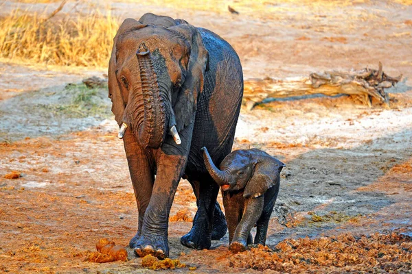 Elefantes Natureza Caminho Para Poço — Fotografia de Stock