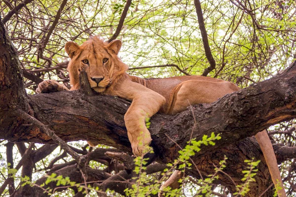 Leona Sabana Kenya — Foto de Stock