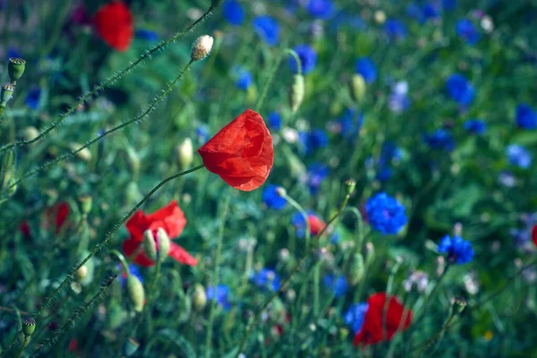 Grande Campo Com Flores Milho Azuis Papoilas Florescentes Vermelhas Folhas — Fotografia de Stock