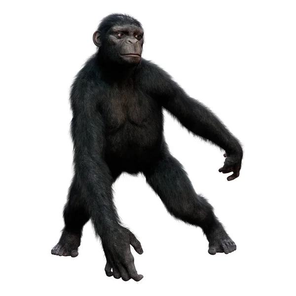 Gorila Negro Mano — Foto de Stock