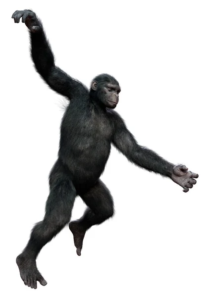 Chimpanzé Preto Branco Isolado Fundo — Fotografia de Stock
