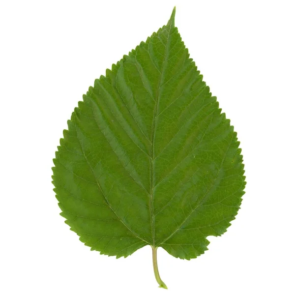 Vitt Mullbärsträd Vetenskapligt Namn Morus Alba Blad Isolerad Över Vit — Stockfoto