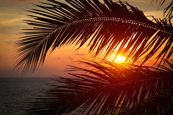 Beach Vacation Romantic Holidays Background Ocean Sunset Visible Palm Leaves — Stock Photo, Image