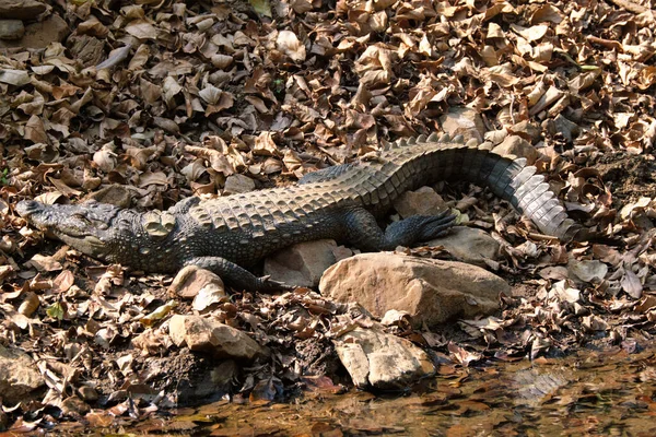 Snub Nosed Marsh Crocodile Mugger Crocodile Crocodylus Palustris Crocodilian Native — Stock Photo, Image