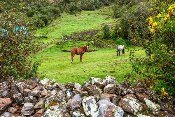 Salkantay Trekking Perú América Del Sur — Foto de Stock