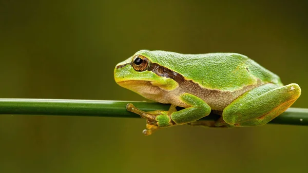 夏に緑色の草の刃の上に座っている小さなヨーロッパの木のカエル ヒラArborea 自然界の小さな植生の上に立つとバランスをとるために指を使用して ぬれた肌を持つ小さな野生動物 — ストック写真