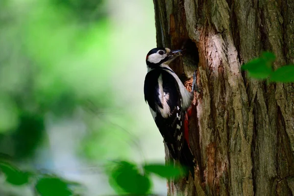 Uccello Ramo Albero — Foto Stock