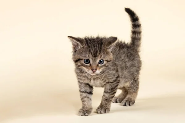 Beyaz Arka Planda Sevimli Bir Kedi Yavrusu — Stok fotoğraf