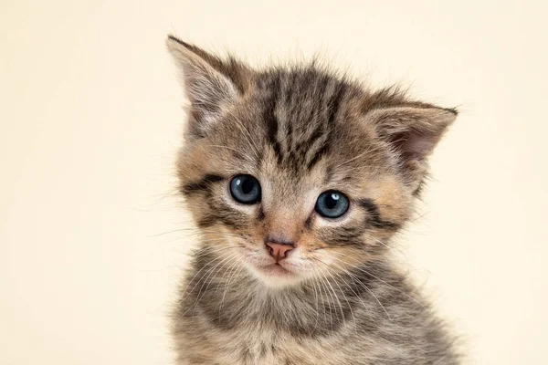 Söt Liten Kattunge Vit Bakgrund — Stockfoto