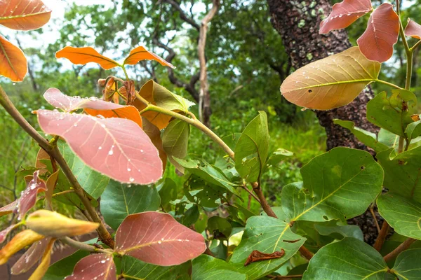 Mooi Botanisch Schot Natuurlijk Behang — Stockfoto