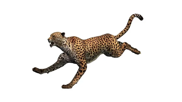 Cheetah Aislado Sobre Fondo Blanco Ilustración —  Fotos de Stock