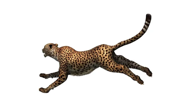 Cheetah Isolado Fundo Branco Ilustração — Fotografia de Stock