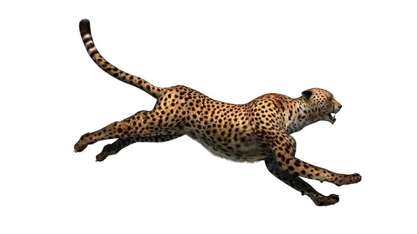 Cheetah Isoliert Auf Weißem Hintergrund Illustration — Stockfoto
