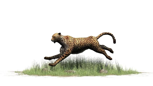 Cheetah 白を背景に孤立 3Dイラスト — ストック写真