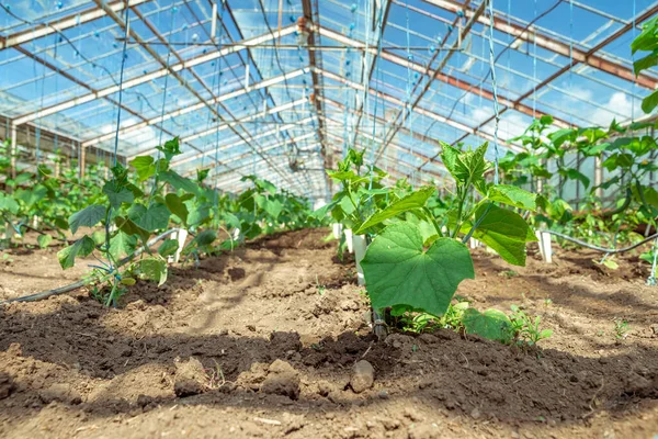 Concombres Poussant Dans Une Serre Sur Une Ferme Biologique — Photo