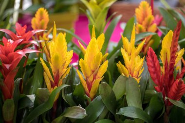 Vriesea (Vriesea Bromeliaceae) is a tropical ornamental plant with exotic flowers of various colors. It is an epiphyte - in natural conditions it grows on trees clipart