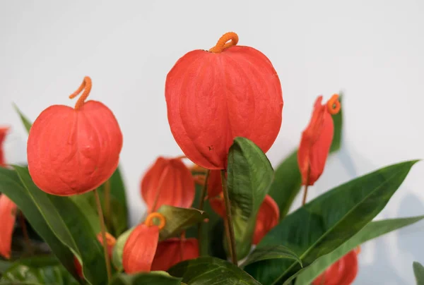 Close Flamingo Flower Anthurium Scherzerianum Red Blossom — Stock Photo, Image