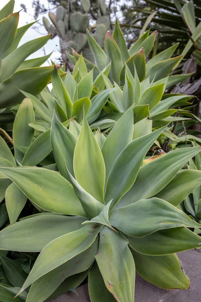 Hojas Verdes Jardín — Foto de Stock