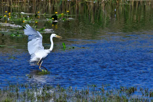 Nagy Egret Reggeli Nap Szász — Stock Fotó