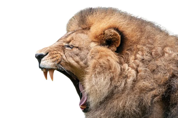 Yawning Lion Isolated White Background — Stock Photo, Image