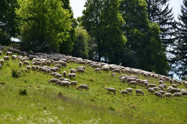 Rebanho Ovelhas Pastando Uma Montanha — Fotografia de Stock