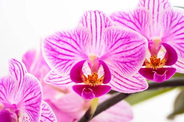 Gyönyörű Orchidea Virág Egy Fehér Háttér — Stock Fotó