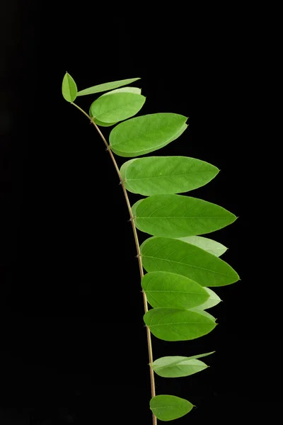 Zöld Levelek Robinia Neomexicana Fekete Háttér — Stock Fotó