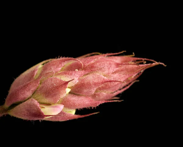 Ongeblazen Knop Robinia Neomexicana Met Roze Bloemen Een Zwarte Achtergrond — Stockfoto