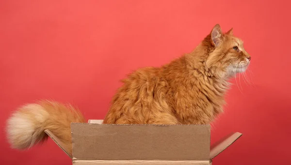 成年红猫坐在红色背景的褐色纸板箱里 可爱又有趣 — 图库照片