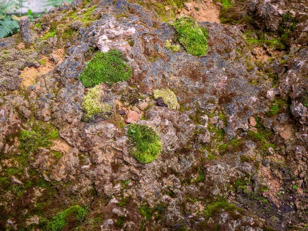 Helecho Musgo Pequeña Planta Que Crece Árboles Rocas — Foto de Stock