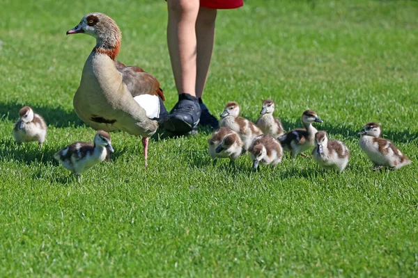 Junge Ente Mit Einem Kleinen Schwarm Enten Auf Dem Gras — Stockfoto
