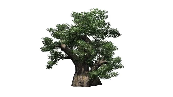 African Baobab Tree Cluster Isoliert Auf Weißem Hintergrund Illustration — Stockfoto