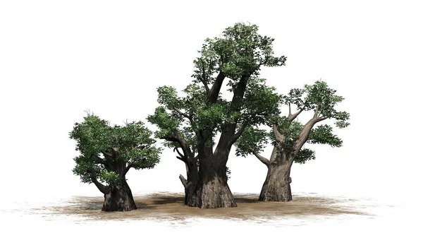 Afrikanska Baobab Träd Kluster Isolerad Vit Bakgrund Illustration — Stockfoto