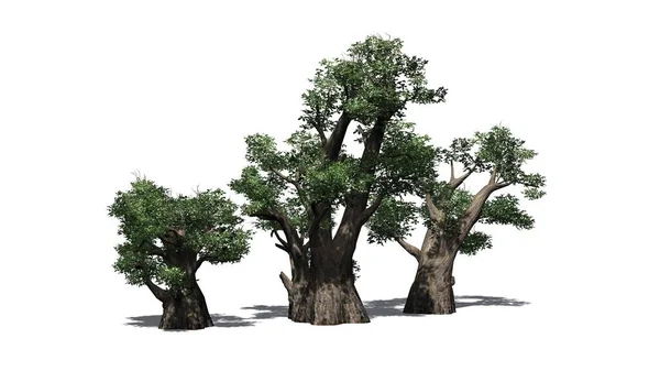 African Baobab Tree Cluster Isoliert Auf Weißem Hintergrund Illustration — Stockfoto