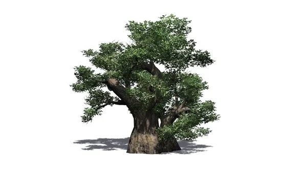 African Baobab Tree Cluster Isoliert Auf Weißem Hintergrund Illustration — Stockfoto