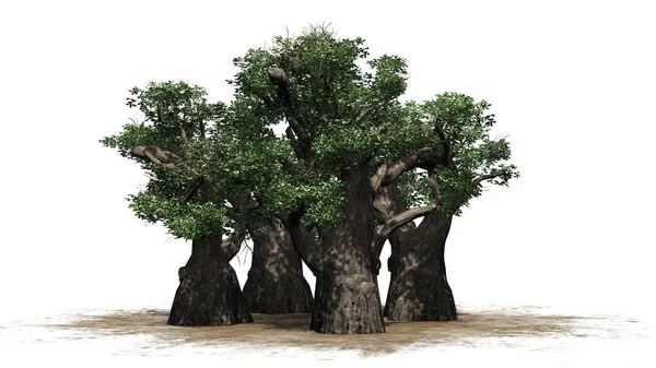 African Baobab Tree Cluster Isolated White Background Illustration — Stock Photo, Image