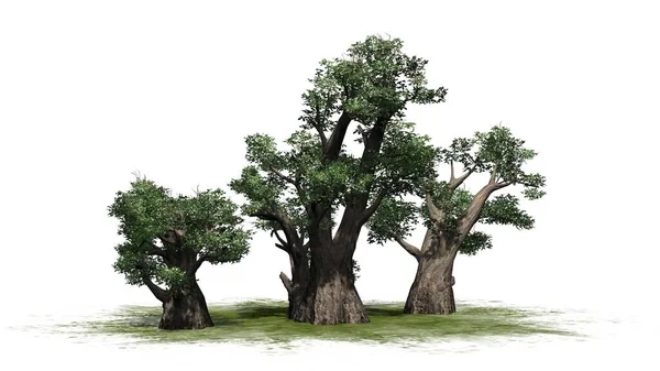 Cluster Árvores Africano Baobab Isolado Fundo Branco Ilustração — Fotografia de Stock